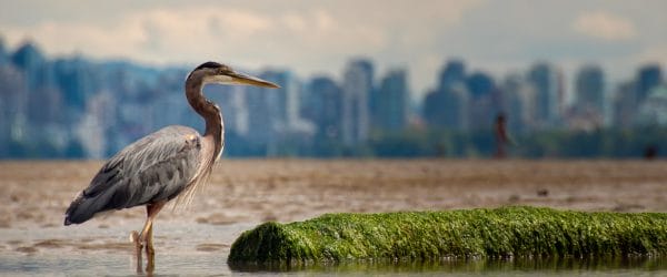 Study Marine Sciences in Vancouver with Worldwide Navigators
