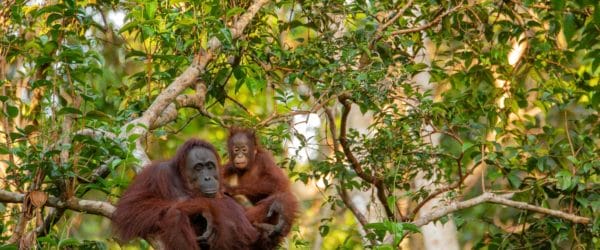 Study Orangutans in Borneo with Worldwide Navigators
