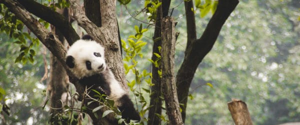 Study Animal Sciences with Endangered Pandas with Worldwide Navigators