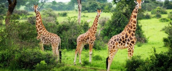 3-day Ugandan Tour with Worldwide Navigators