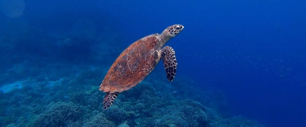 Study Marine Conservation in Central America with Worldwide Navigators